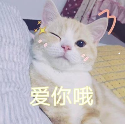 老猫哪年出生哪里人