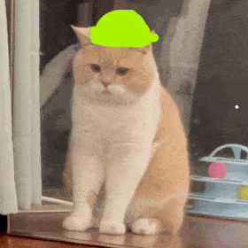 猫的介绍资料列数字