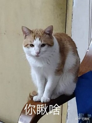 猫咪想念主人吗