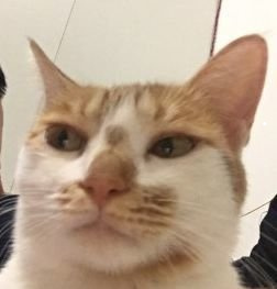 仓鼠最好养的