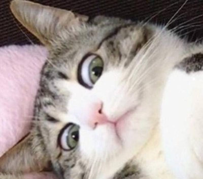 床被猫爬过会不会有事