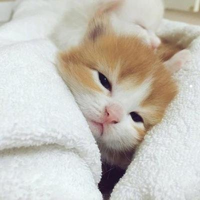 掉毛少又温顺的猫