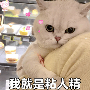 每个美短都有心脏病吗