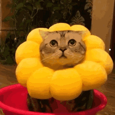 猫咪图片及价格