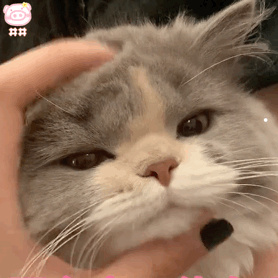 动物猫的图片大全大图简笔画