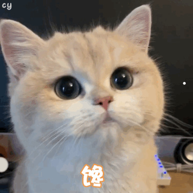 一个多月的小土猫怎么养
