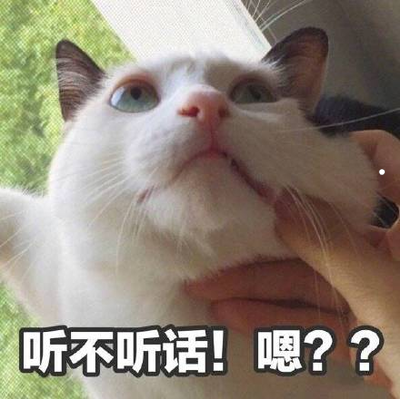 适合女生上班族养的狗不掉毛