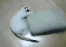 猫咪图片卡通简笔画彩色