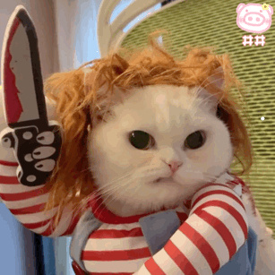 幼猫多大开始用猫砂盆