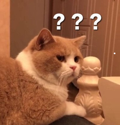 荷兰猪必须养两只吗