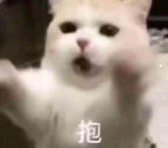 什么品种猫掉毛不严重