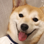 狗市的狗一般多少钱