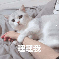 世界上最可爱的猫视频