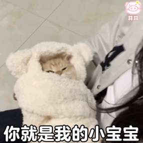 金丝熊寿命有多长如何洗澡