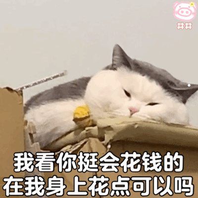 比熊的照片大全图片