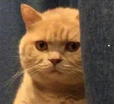 猫的价格大全及图片