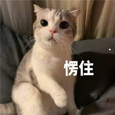 10天内猫没死还要继续打针吗