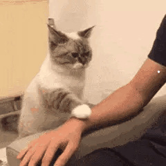 宠物猫飞机托运价格