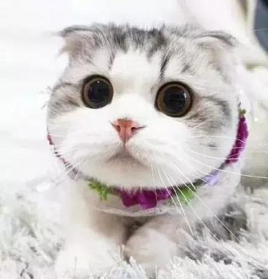 适合一个人养的猫