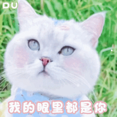 狗狗拉稀吃什么药好得快