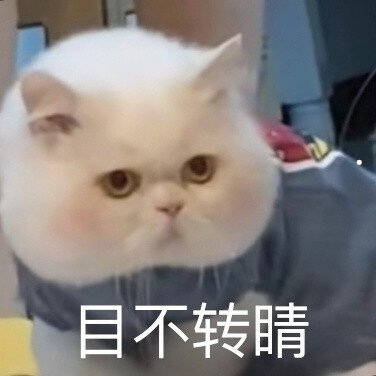 猫的图片可爱动漫卡通头像