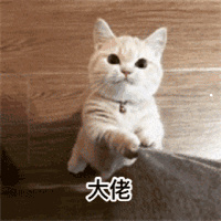 猫咪喜欢同类吗