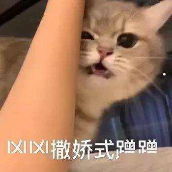适合女生上班族养的狗不掉毛