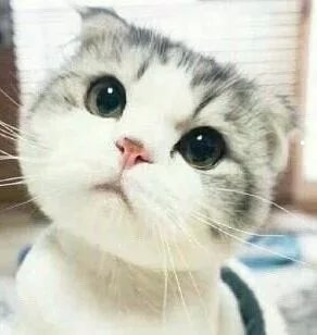 黑色长毛猫有哪些品种