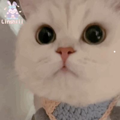 猫辟邪驱鬼