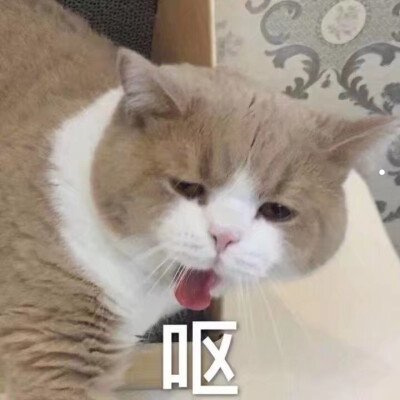 新手如何养猫猫