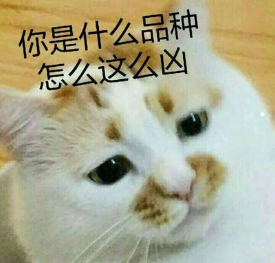 养猫的20种理由