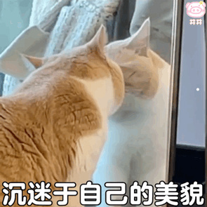 最好养的猫咪及价格最便宜又瘦