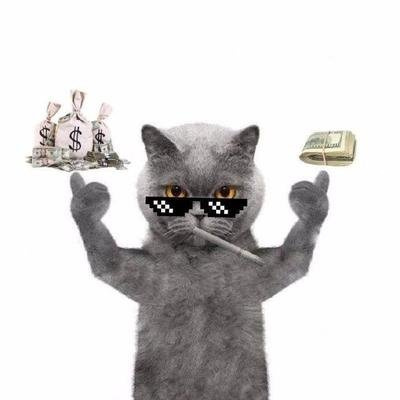 第一次养猫需要准备什么东西