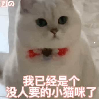 睡觉的猫咪图片卡通