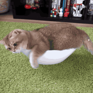 各种猫大全