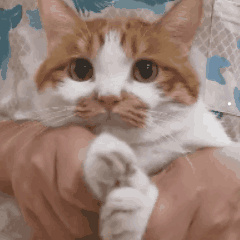 世界上最可爱的猫视频
