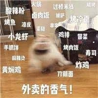 家猫跟宠物猫有什么区别