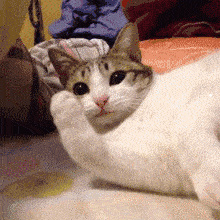 猫咪吃什么猫粮掉毛少