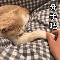 附近离我最近的宠物店