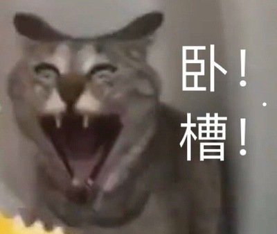哪里买小猫