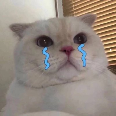 折耳银渐层价格一般多少