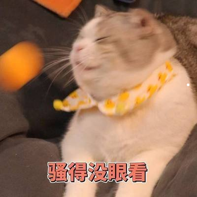 可爱小猫的照片