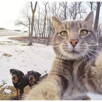 爱叫的猫咪是什么性格