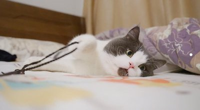 火命的人可以养猫吗