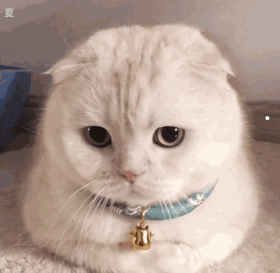 猫跳蚤到人身上症状