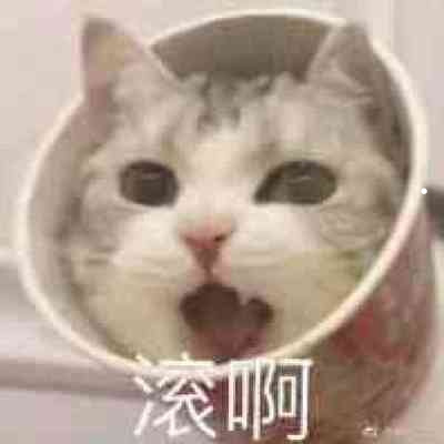 刚出生的小猫咪如何喂养