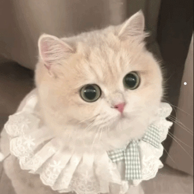 猫咪诊所网上咨询