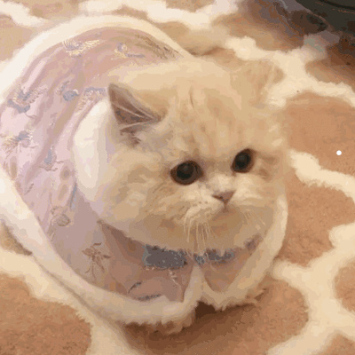 猫咪声音音频
