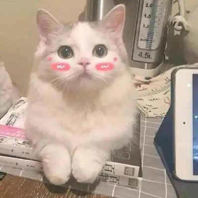 什么宠物好养不臭