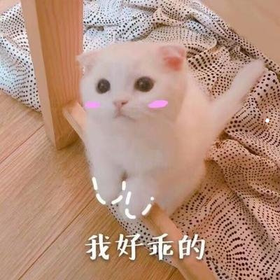 狗狗品种大全及图片阿拉斯加犬